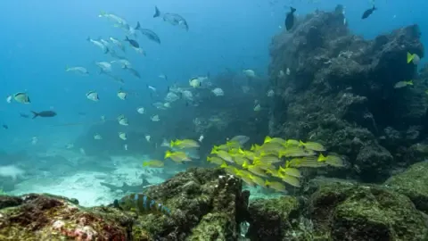 Crucial Oceans Agreement Crosses Key Benchmark to Become Law